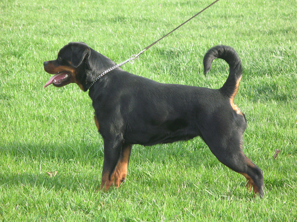 Toxy Pop Rott